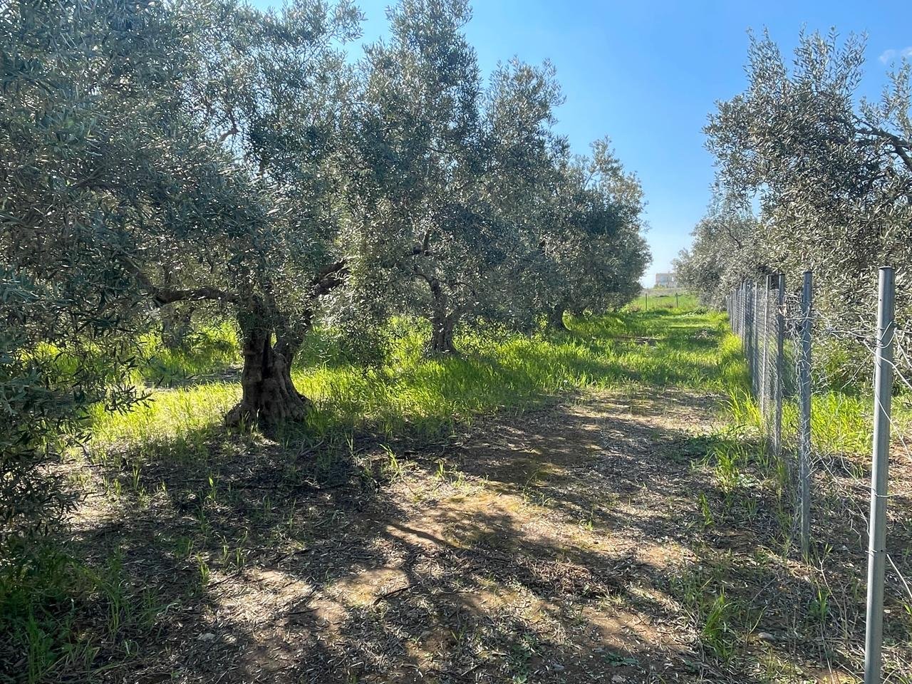 Oikopedo Chalkidiki Kalyves Polygyrou 4