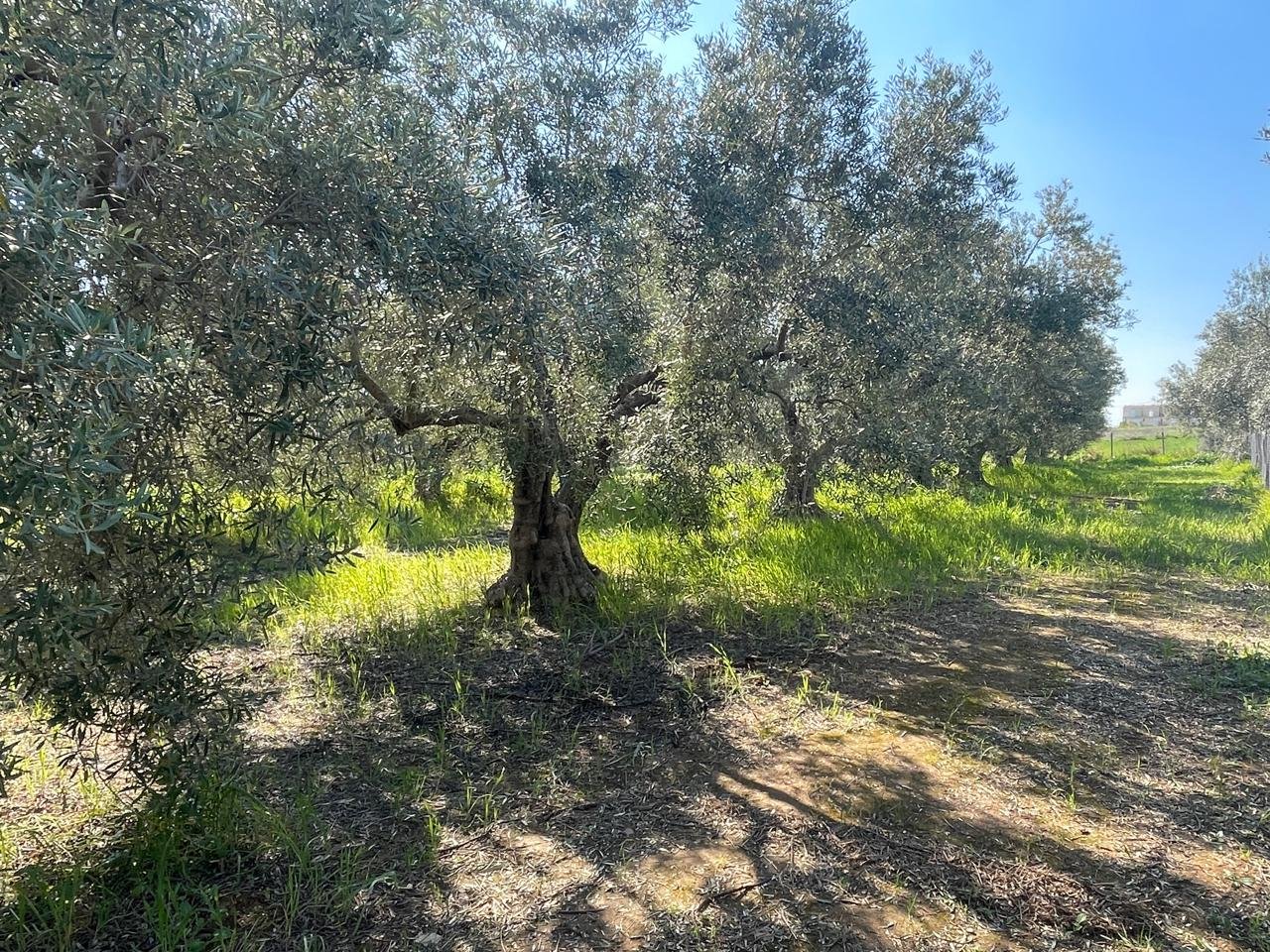 Oikopedo Chalkidiki Kalyves Polygyrou 5